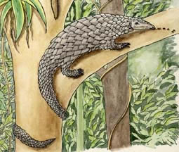 Is the Pangolin a Reptile or a Mammal?