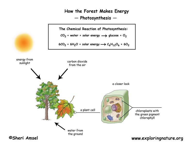 simple photosynthesis diagram