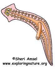flatworm anatomy