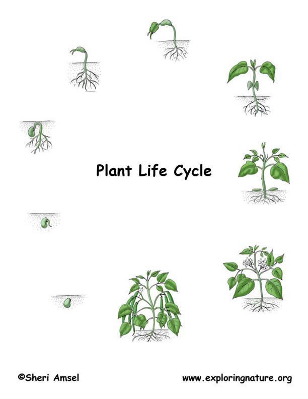 Free Free Plant Life Cycle Svg 300 SVG PNG EPS DXF File