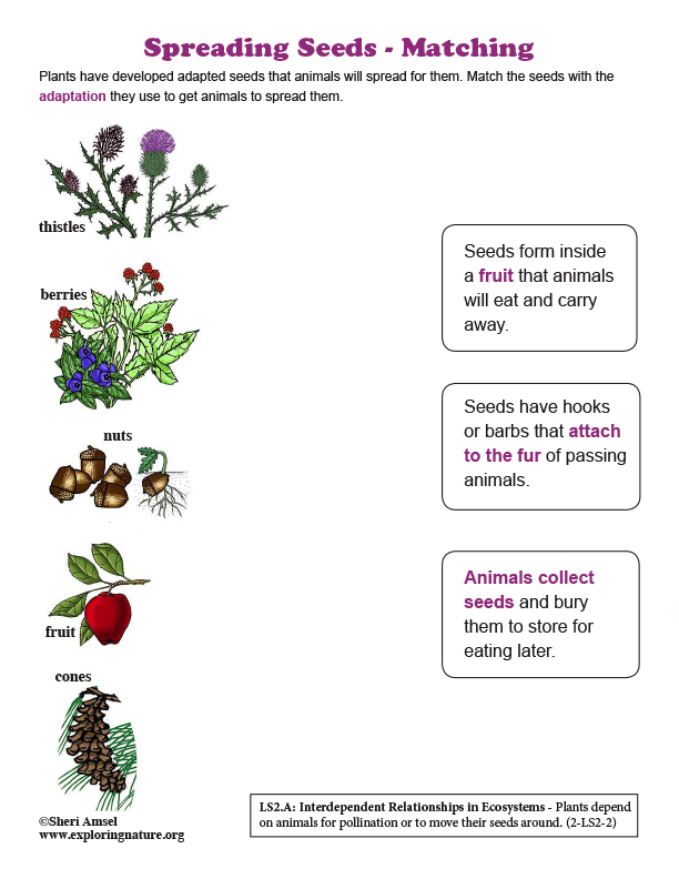 Spreading Seeds - Matching