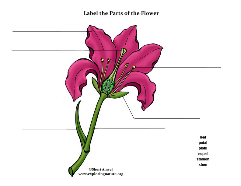 label-the-parts-of-the-flower-color-elementary