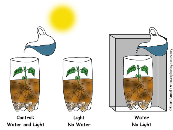 Photosynthesis - A Simple Experiment