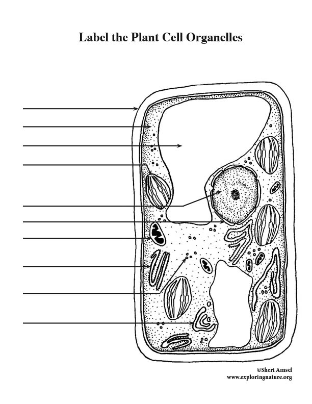 Plant Cell Labeling Activity