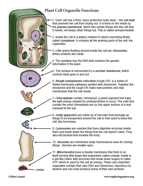 Plant Cell Organelles And Their Functions Chart Organelle Markers A Sexiz Pix