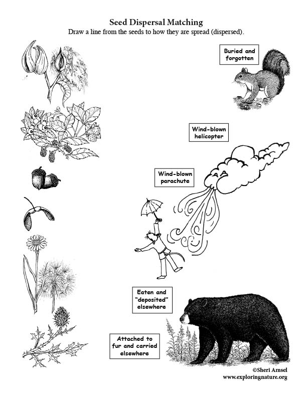 seed dispersal experiments