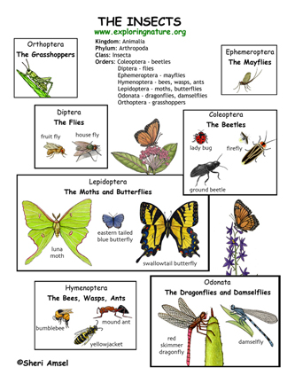 Insect Orders (Grade 7+) -- Exploring Nature Educational Resource