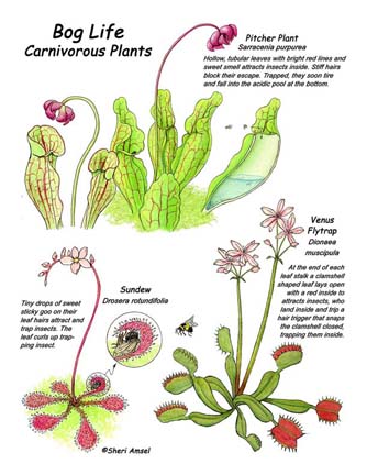 8 mla format reference Carnivorous Poster Bog Life  Plants