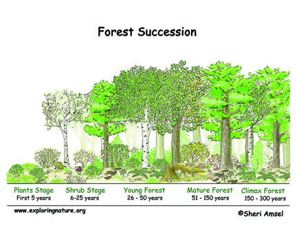 Succession in the Forest Poster