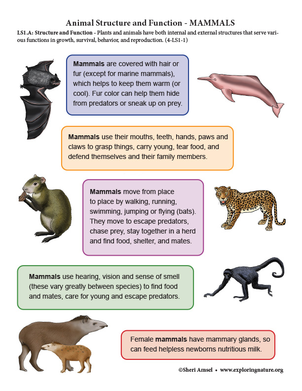 Amazon Rainforest Mammals Structure and Function - Mini-Poster