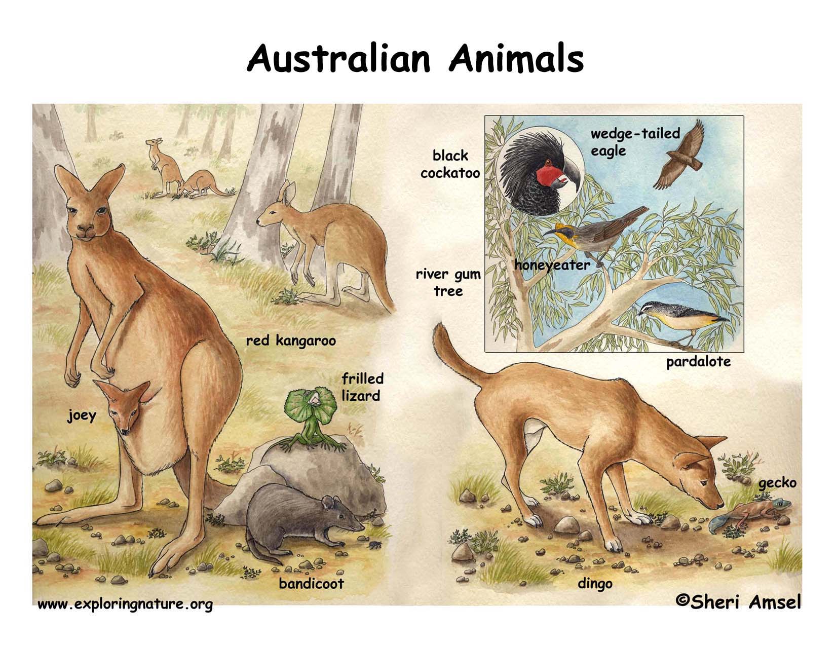 Карта животного мира Австралии