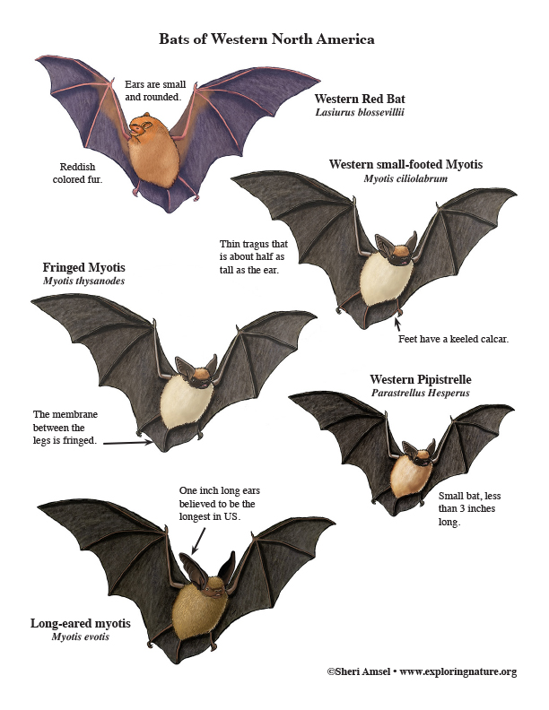 Bats of North America - Giant Poster