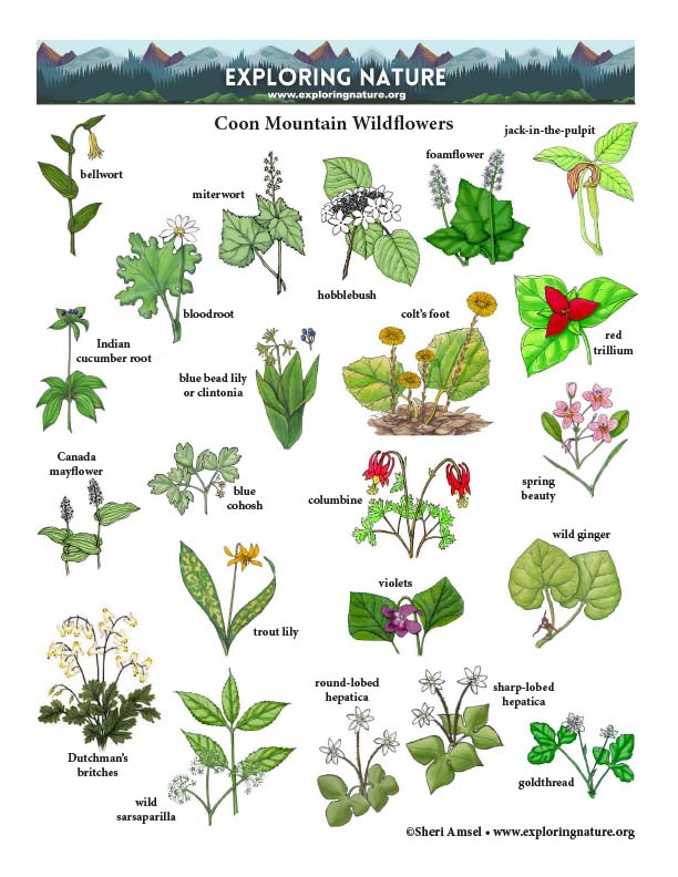 Wildflower Guide for Coon Mountain (Spring)