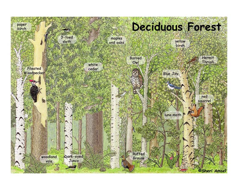 Deciduous Forest Poster