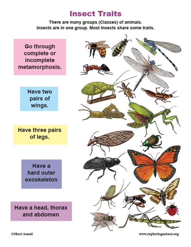Insect Traits Illustrated Poster