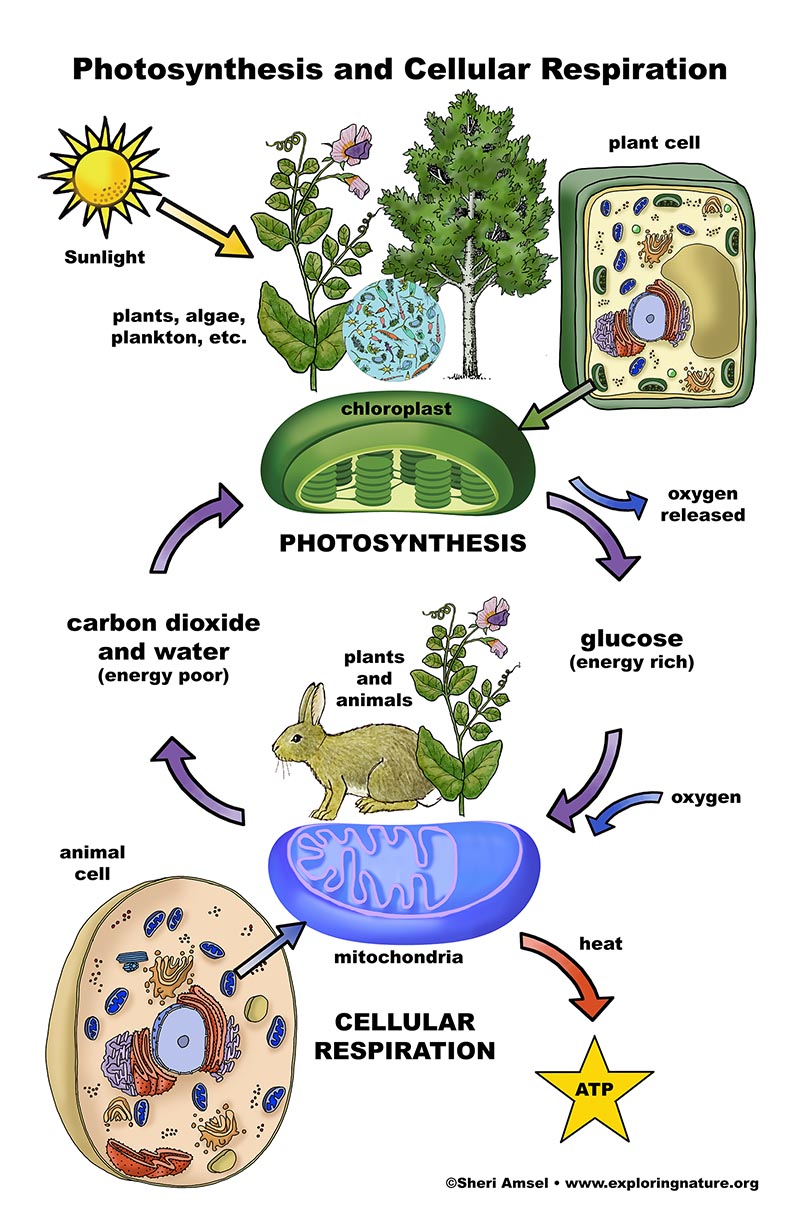 cellular respiration and photosynthesis diagram for kids