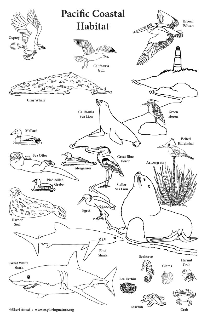 Pacific Coastal Habitat - Big Coloring Poster - 11x17