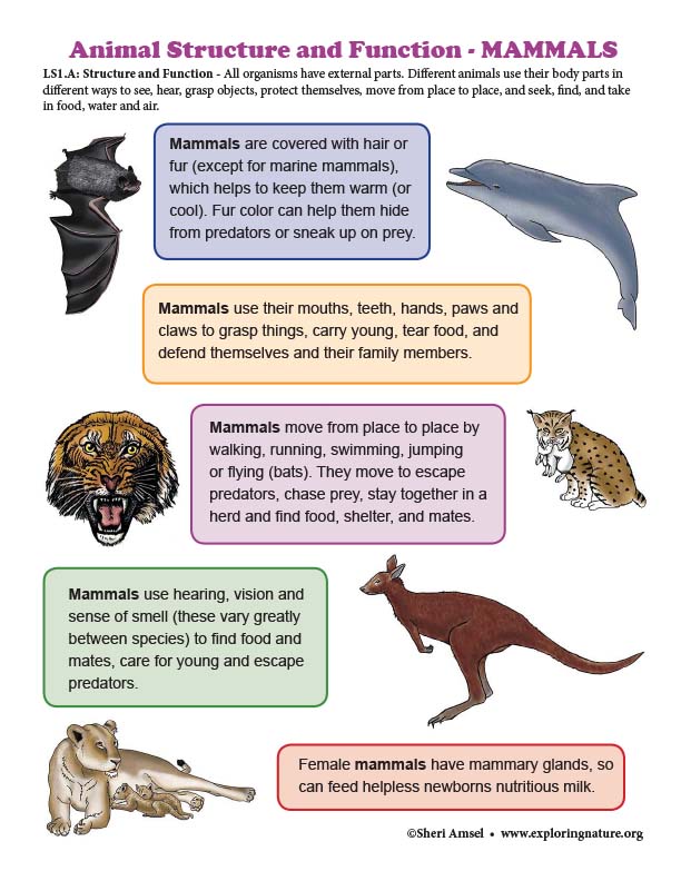 mammals-list-of-152-mammals-in-english-with-esl-picture-esl-forums