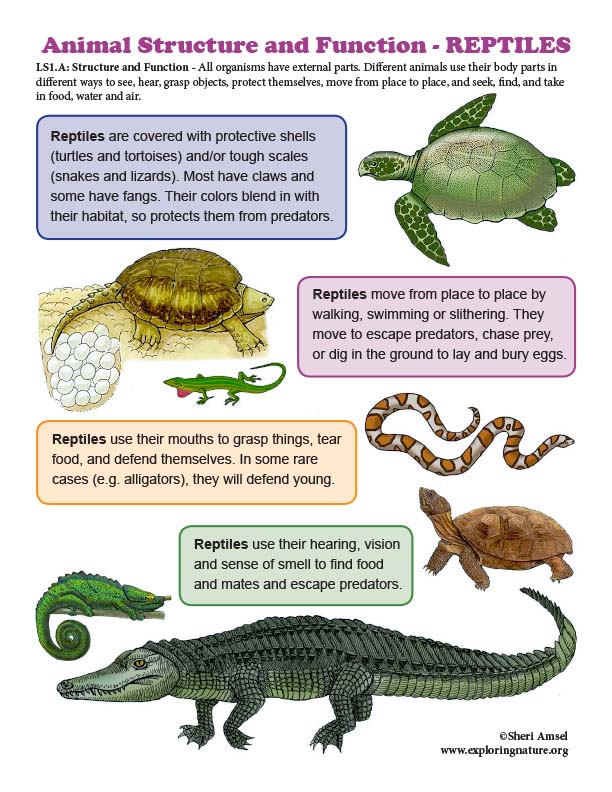 Structure and Function in REPTILES - Mini-Poster