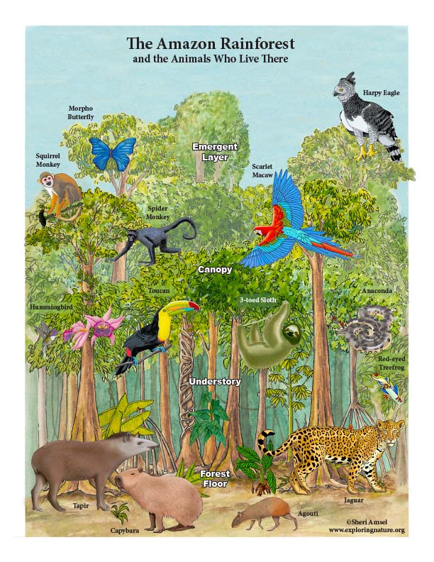 Amazon Rainforest Layers and Animals MiniPoster