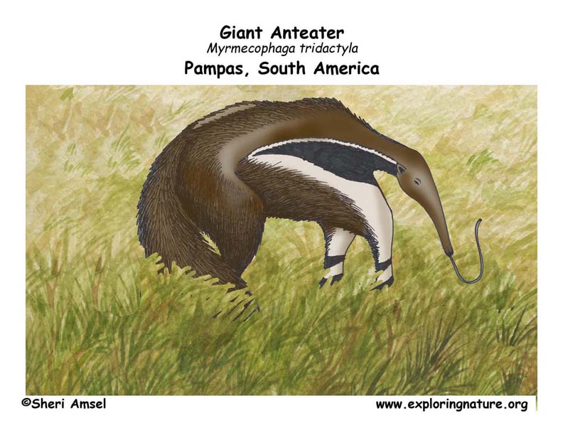anteaters complete anatomy