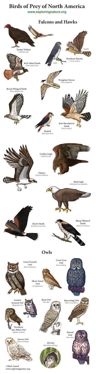 predatory birds list