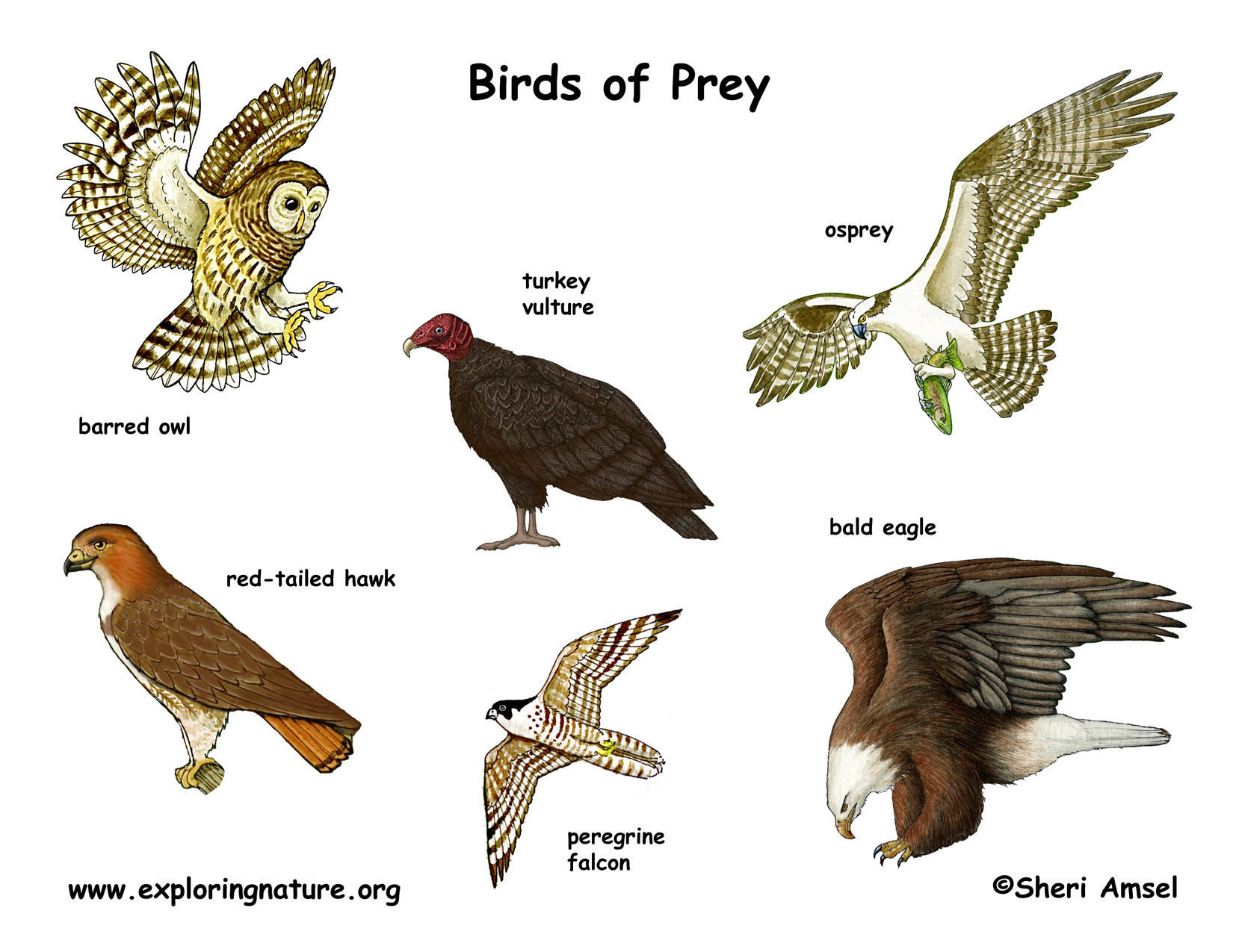Bird of prey, Definition, Characteristics, & Examples