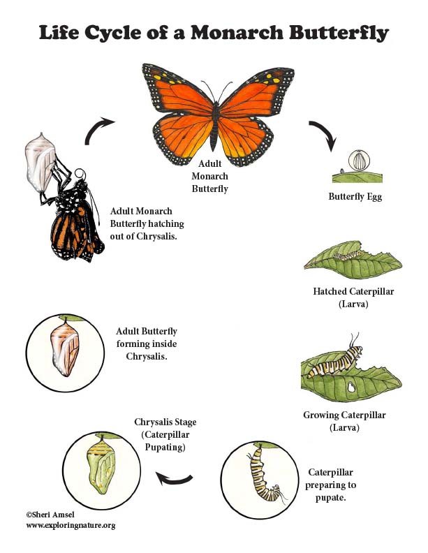 Monarch Butterfly Life Cycle More Details For Older Students 