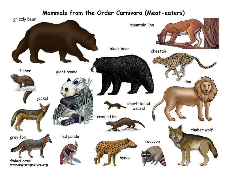 Carnivores (Order) Poster, mammals from the order carnivora, mammal