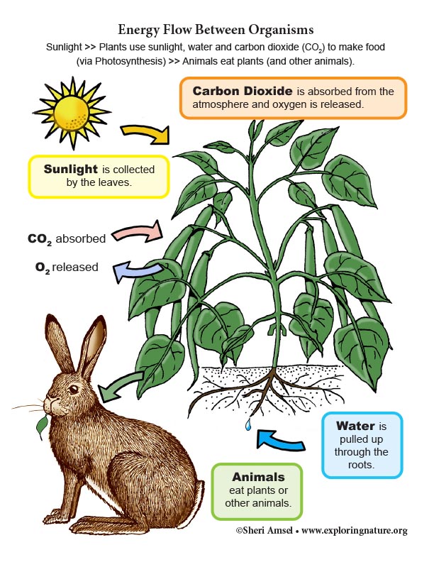 Energy Flow Between Organisms - Mini-poster (6-8 Grade NGSS)