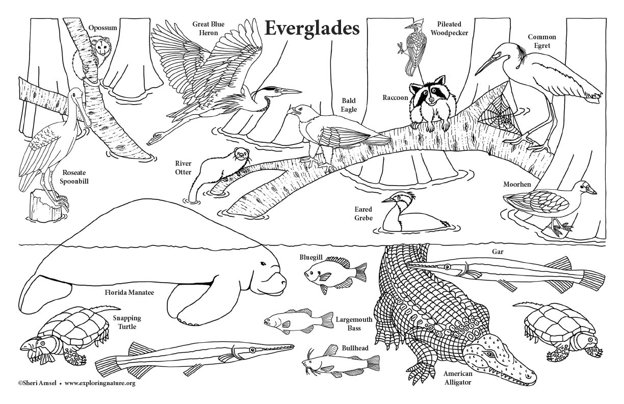 Everglades - Big Downloadable Coloring Poster - 11x17