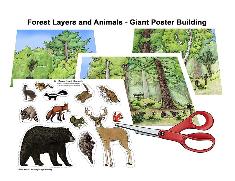 forest ecosystem pictures with animals