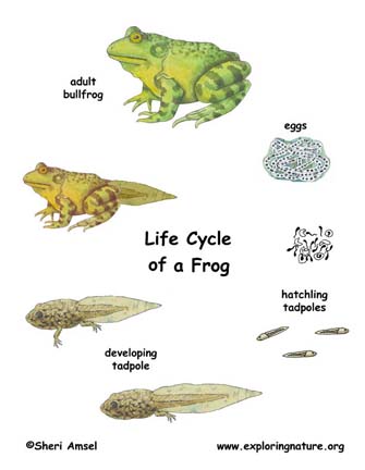 Frog Life Cycle -- Exploring Nature Educational Resource