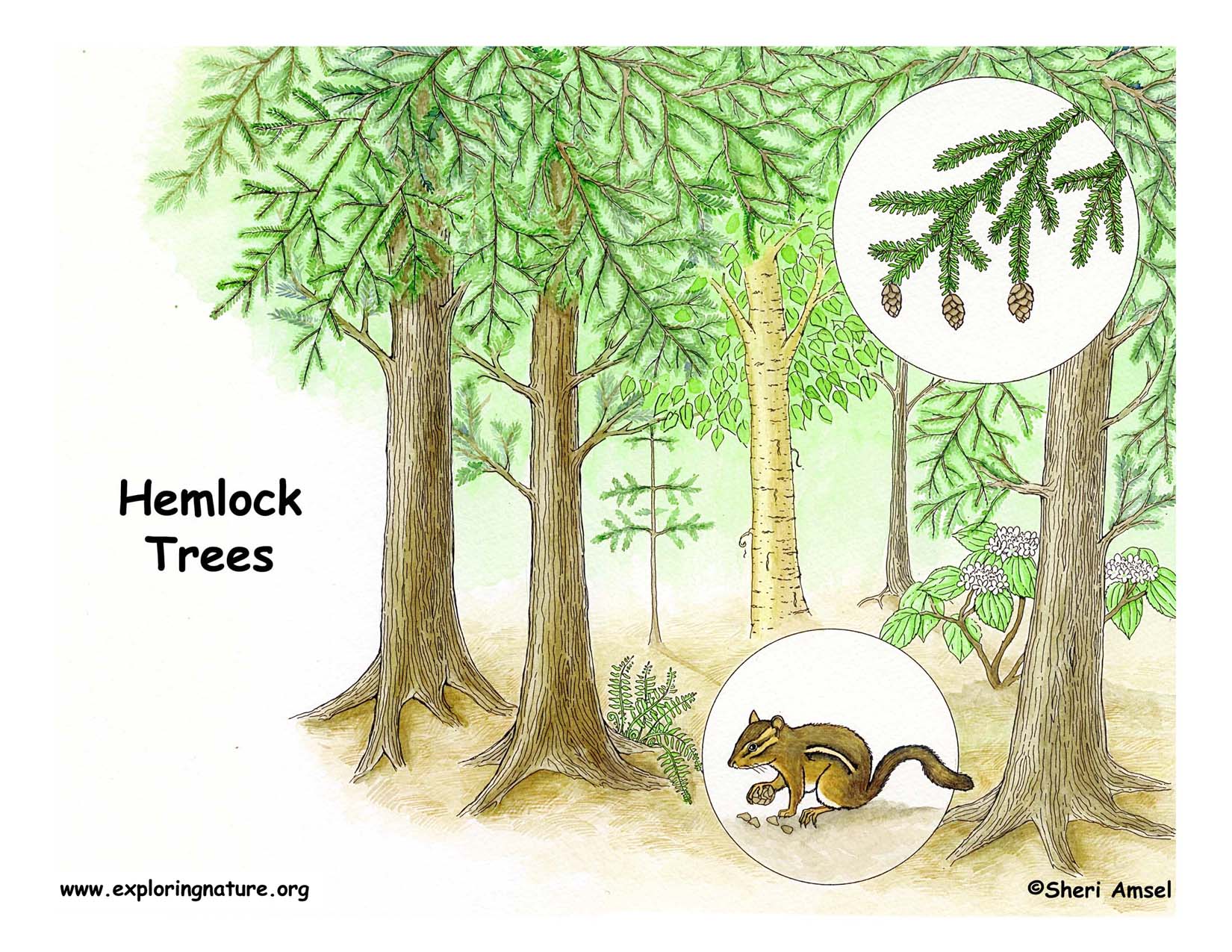 Hemlock Forest Poster