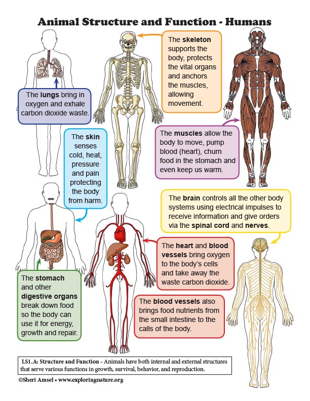 The Structure And Function Of The Human