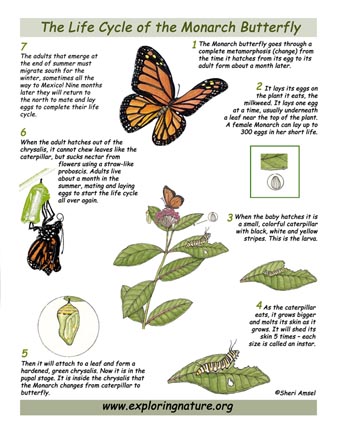 Monarch Butterly Life Cycle -- Exploring Nature Educational Resource