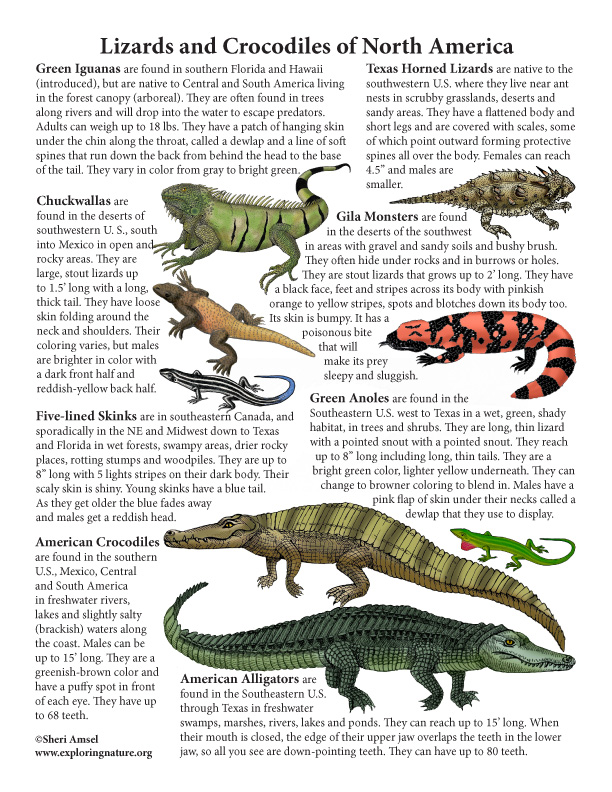 Lizards and Crocodiles of North America Mini-Poster (with Text)