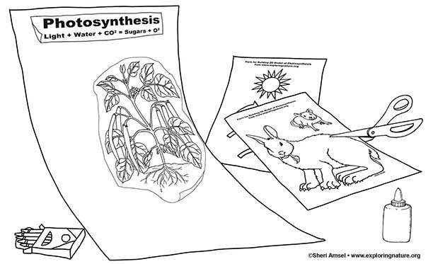 Photosynthesis Poster 2d Model For 6 8th Grade