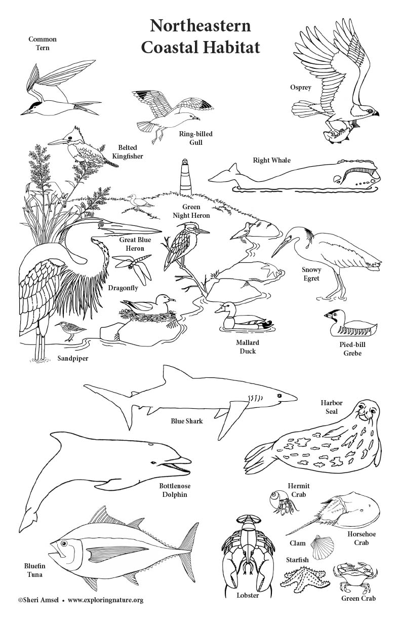 Northeastern Coastal Habitat - Big Coloring Poster - 11x17