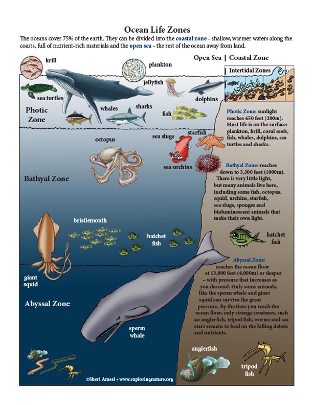 Ocean Life Zones - Giant COLOR Poster Building Activity