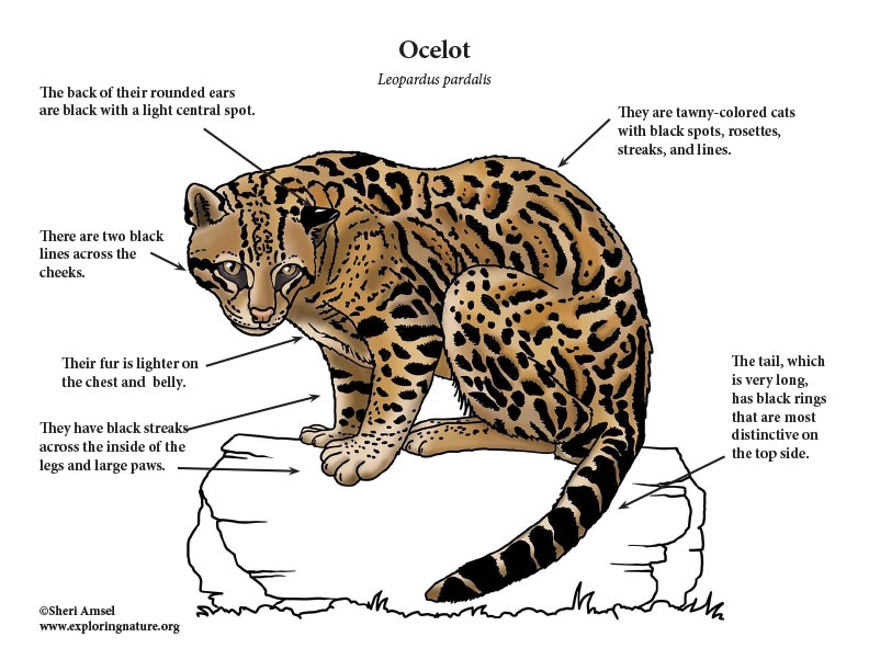 Ocelot Mini-Poster