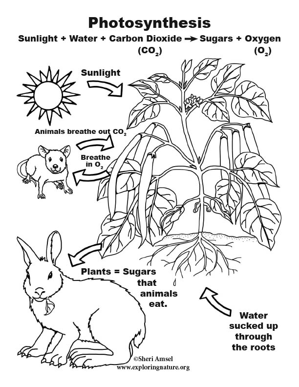 Download Photosynthesis Poster - 2D Model for K-2nd Grade