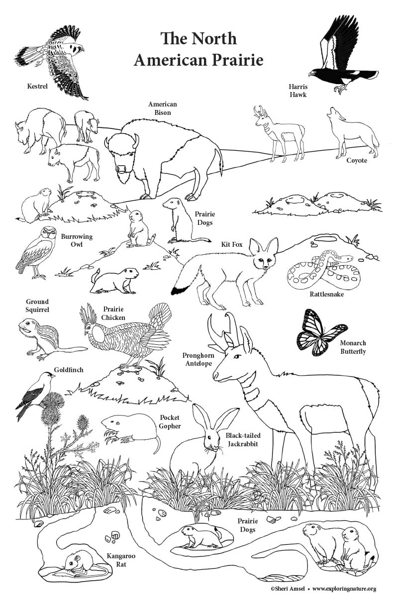 prairie_coloring_poster72 image