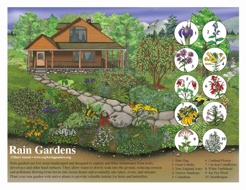 What is a Rain Garden and How to Build One in Your Yard