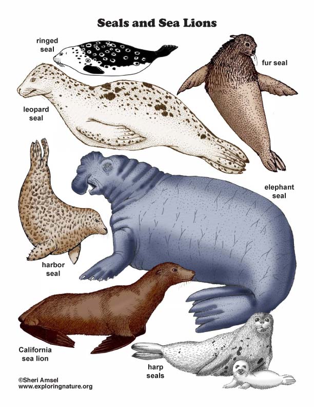 Seals and Sea Lions Color MiniPoster