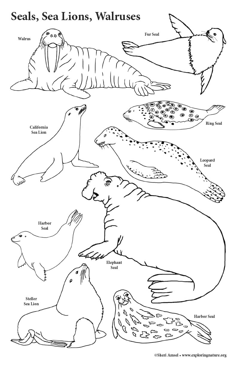 Seals, Sea Lions, Walruses - Big Coloring Poster - 11x17