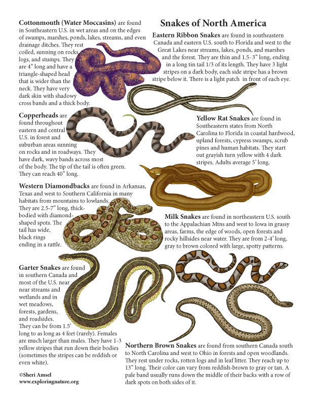 Snakes of North America Mini-Poster (with Text)