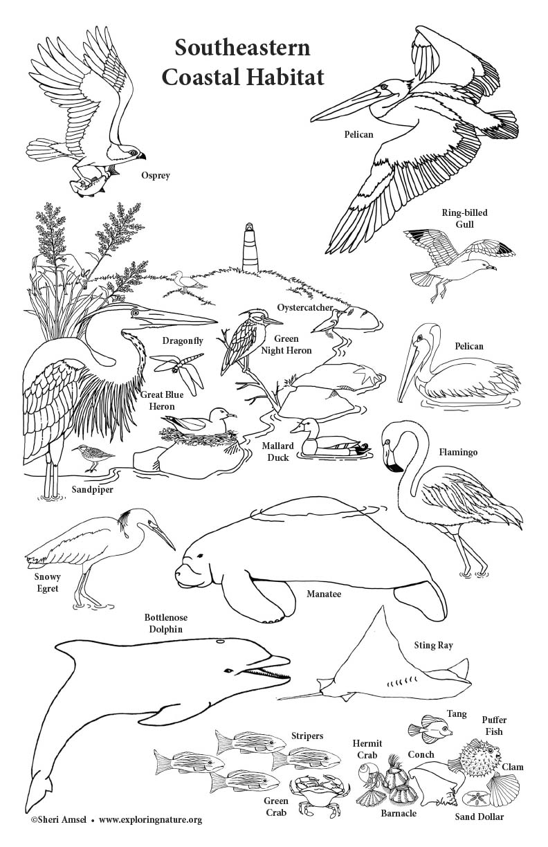 Southeastern Coastal Habitat - Big Coloring Poster - 11x17