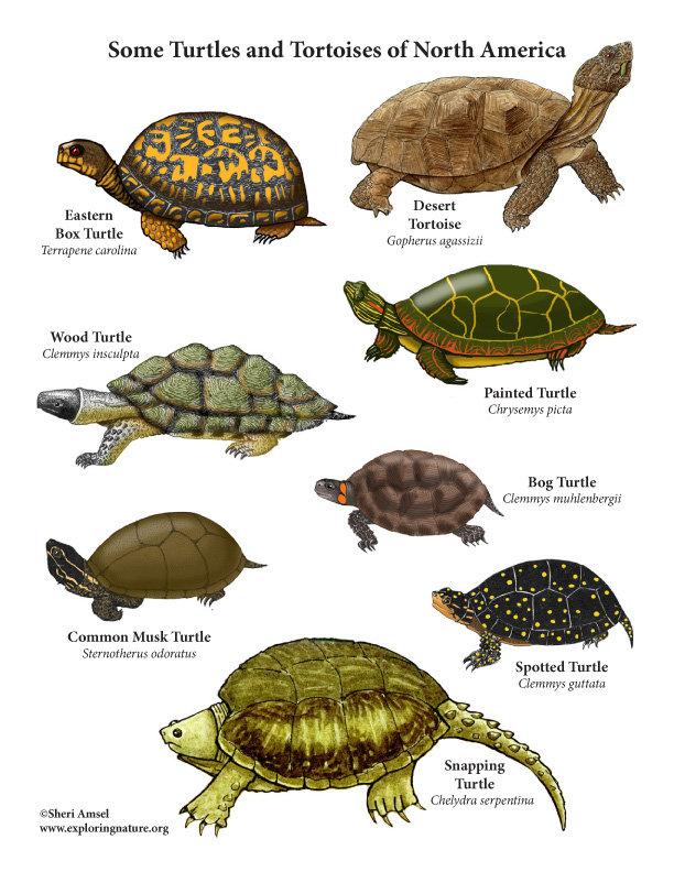 Turtles And Tortoises Of North American Mini Poster