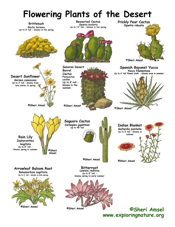 indian desert plants with names